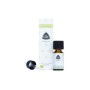 Thuja, wild