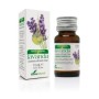 Lavandula officinalis