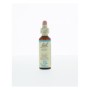 Bach beech / beuk no 3