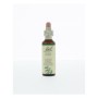 Bach holly / hulst no 15