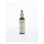 Bach vine / wijnrank no 32