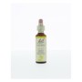 Bach wild rose / hondsroos no 37