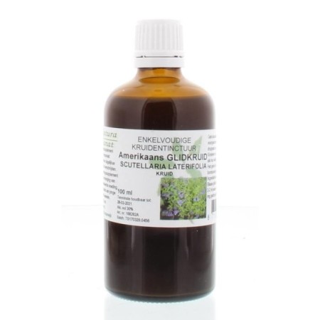 Scutellaria laterifolia/amerik glidkruid