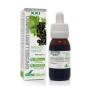 Ribes nigrum xxi extr. fl.