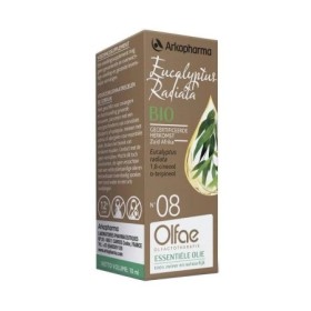08 eucalyptus radiata