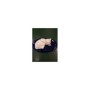Poes spinnend met onderlegger
