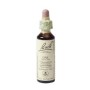 Bach oak / zomereik no 22