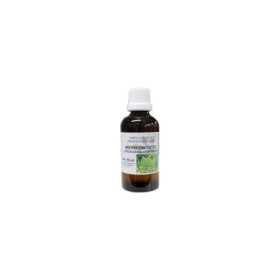 Armoracia rusticana rad/mierikswortel bo