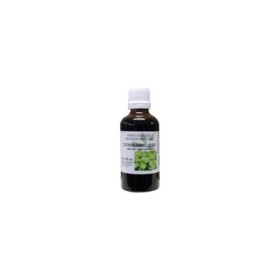 Melissa officinalis hrb/citroenmelisse